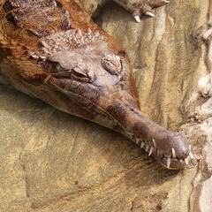 By Junkyardsparkle (Wikimedia Commons)
