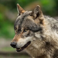 By AB Photography (iStock)